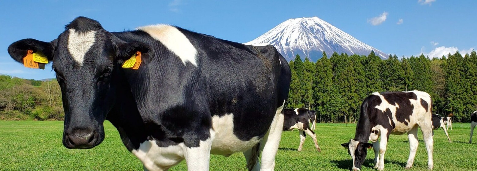  富士山麓の自然豊かな場所で育つ乳牛